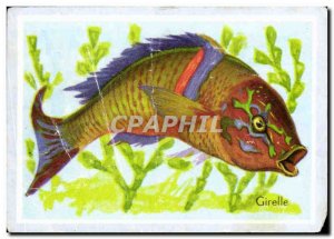 Image Girelle Fish