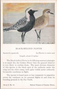 Black-Bellied Plover Bird National Museum of Canada Allan Brooks Postcard D49