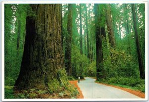 Postcard - Sequoia Sempervirens