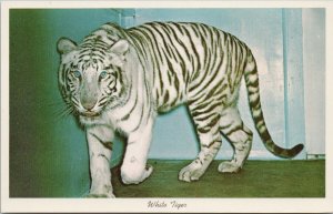 White Tiger Washington DC National Zoological Park Mohini Rewa Postcard G52