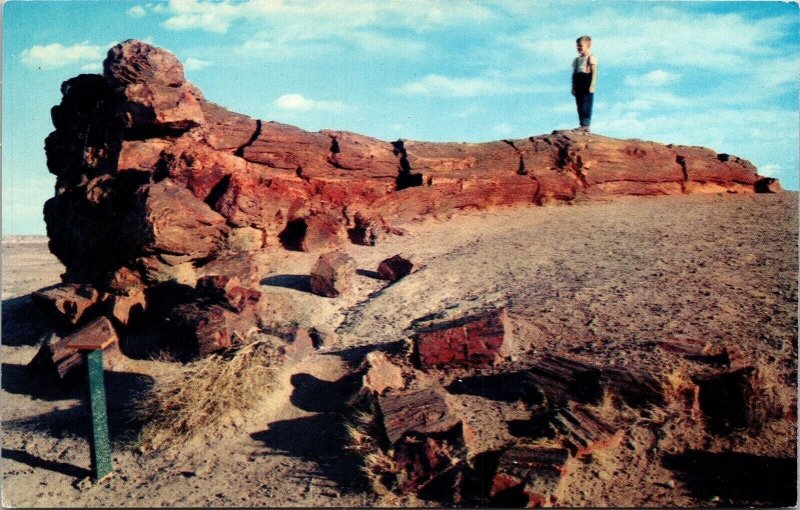 Petrified Forest National Mounument Arizona AZ Postcard UNP VTG Mirro Unused 