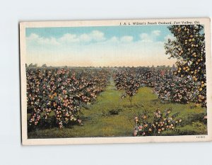 Postcard J. A. L. Wilsons Peach Orchard Fort Valley Georgia USA