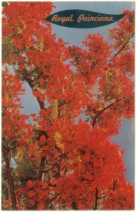 Royal Poinciana, Flame Tree, Vintage Chrome Postcard #1