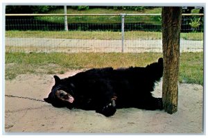 c1950's Lazy Bear Yawns For The Camera Waycross Georgia GA Vintage Postcard