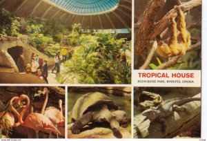 Tropical House, Winnipeg, Manitoba, 1950-70s; Animals , turtle