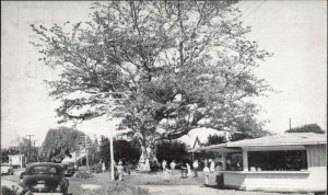 Clearwater Florida FL Kapok Tree Vintage Postcard