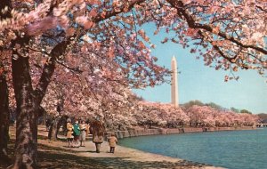 Blooming of Cherry Trees Washington D.C. Washington Monument, Vintage Postcard