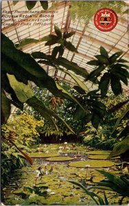 Pittsburgh PA Victoria Regia Bloom Phipps Conservatory Schenley Park Postcard 