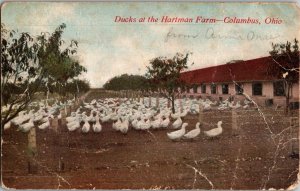 Antique 1908 Ducks at Hartman Farm Columbus Ohio OH Postcard KO2