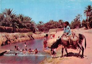 BT2069 Tozeur les Oasis ane donkey child enfant     Tunisia