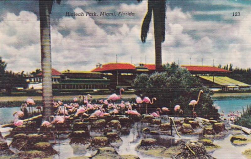 Florida Miami Flamingos At Hialeah Park