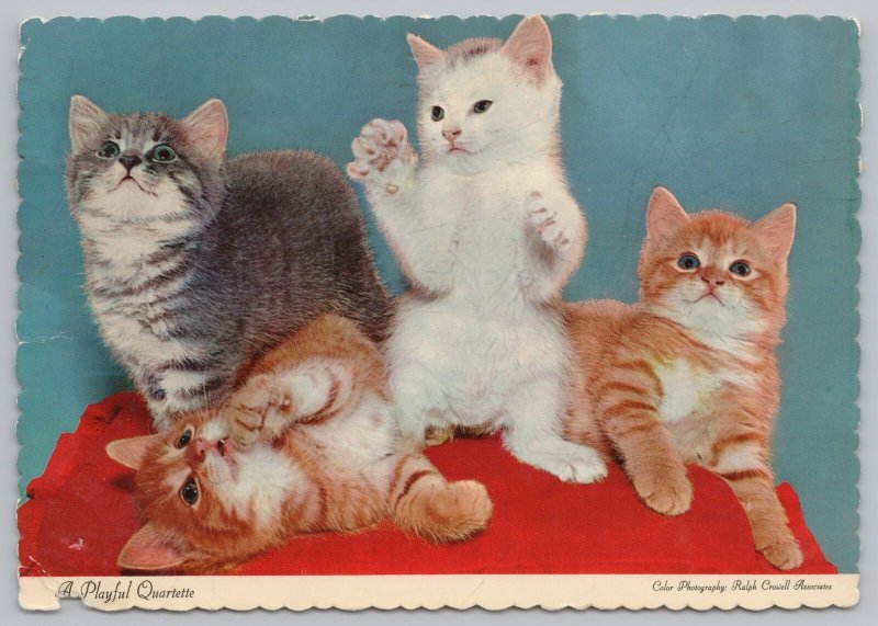 Animal~Kittens On Cloth Playful Quartette~Continental Postcard 