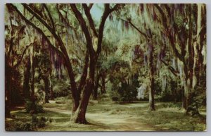 Mississippi~Moss Draped Live Oaks~Vintage Postcard