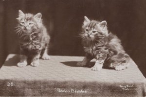 Startled Persian Beauties Cats Kittens Real Photo Antique Postcard