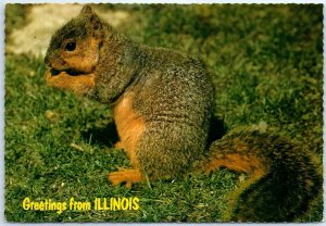 Postcard - Illinois Grand Squirrel - Greetings from Illinois