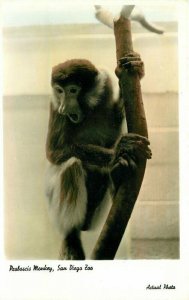 San Diego California Proboscis Monkey Zoo Actual 1960s Photo Postcard 21-6195