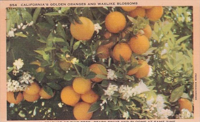 California Golden Oranges and Waxlike Blossoms 1956