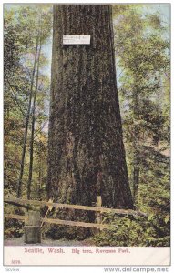 Big Tree,  Ravenna Park,  Seattle,  Washington,   00-10s