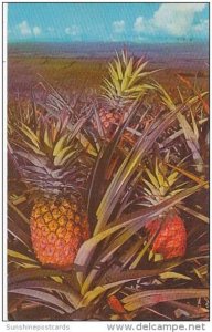 Hawaii  Honolulu Pineapple 1970