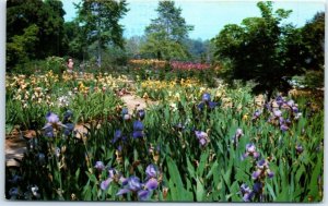 Postcard - Iris Section, Descanso Gardens - La Cañada, California