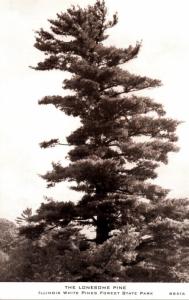 Illinois White Pines Forest State Park The Lonesome Pine Real Photo