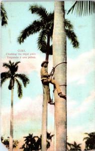 CUBA   MAN Climbing the ROYAL PALM     c1910s    Postcard