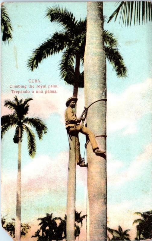 CUBA   MAN Climbing the ROYAL PALM     c1910s    Postcard