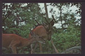 White Tailed Deer,Great Smoky Mountains