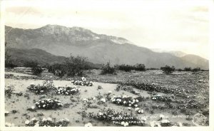 Frashers RPPC Blossom Time On The Desert Primroses Palm Springs CA