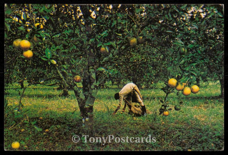 Orange Harvesting in Stann Creek Valley