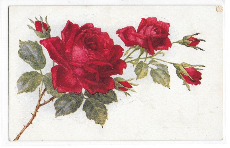 Beautiful Stem of Red Roses with Thorns and Buds Vintage Flower Postcard