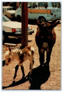 c1960 One Day Old Tina Wild Burro Herd Mother Cars Oatman Arizona AZ Postcard