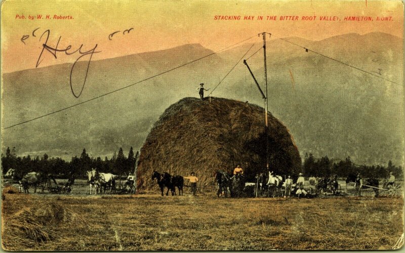 Stacking Hay in Bitterroot Valley Hamilton Montana Postcard Horse Teams Men