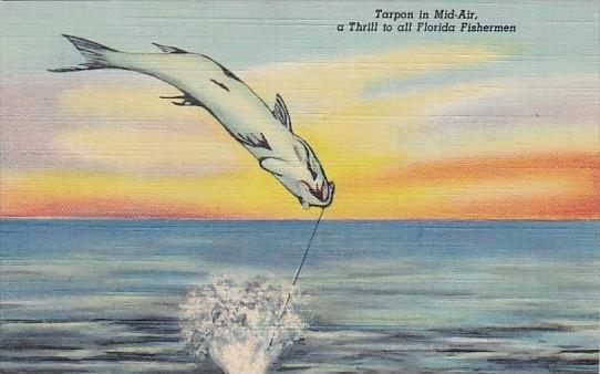 Florida Tarpon In Mid Air A Fishing Thrill To All Florida Fishermen Curteich