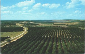 USA Orange Grove Florida Citrus Tower Chrome Postcard 03.47