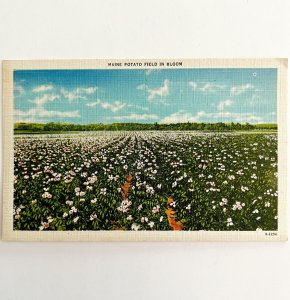 Maine Potato Field In Bloom Postcard Agriculture Farming Flowers c1930s DWS5B