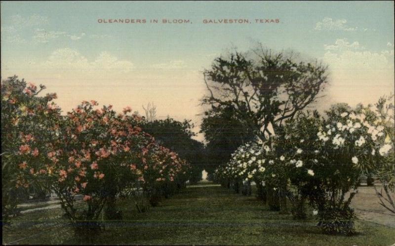 Galveston TX c1910 Postcard EXC COND Oleanders in Bloom