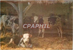 Postcard Modern Mirror of Normandy Cows