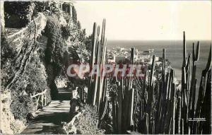 Postcard Modern PRINCIPALITY OF MONACO The exotic garden and view of the rock