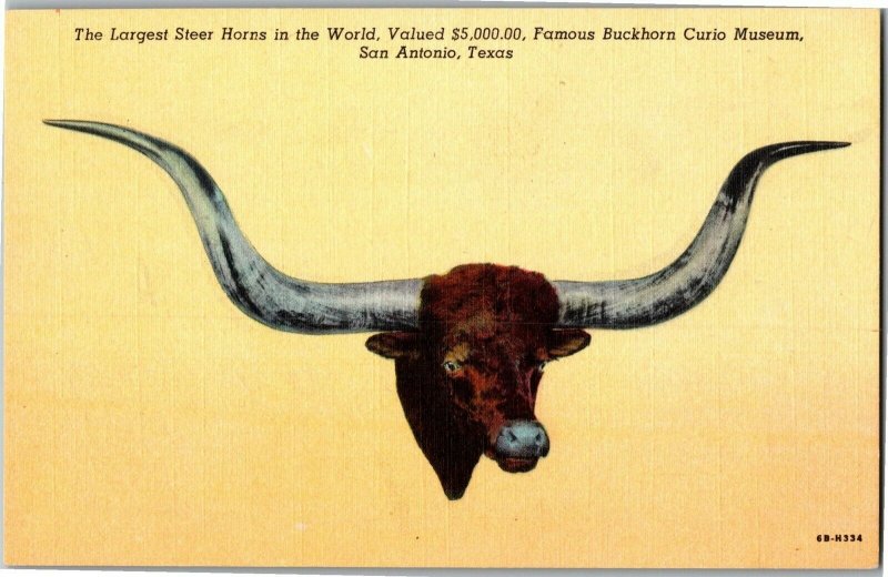 Worlds Largest Steer Horns, Buckhorn Curio Museum San Antonio TX Postcard G29