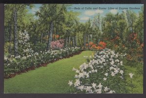 Florida north of Tampa Beds of Calla and Easter Lilies at Dupree Gardens - Linen
