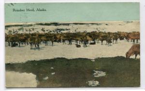 Reindeer Herd Alaska 1913 postcard