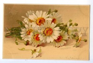 497572 Catherine KLEIN daisy CAMOMILES Flowers Vintage postcard Meissner #1531