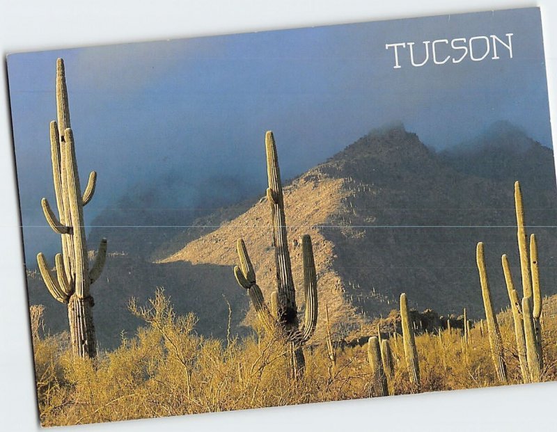 Postcard Saguaro Cactus in Sabino Canyon Park Tucson Arizona USA