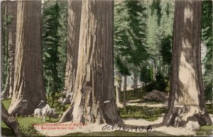 Mariposa Grove CA General Jackson Group of Big Trees Postcard E89