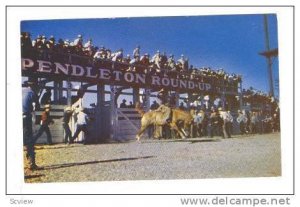 Hard- riding cowboys try their luck at astride pitching ponies at Pendleton, ...