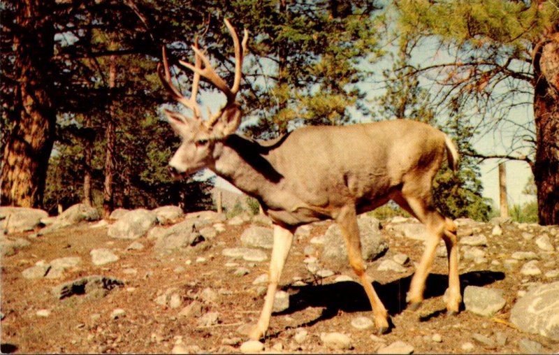 Canada Kamloops Wildlife Park Deer