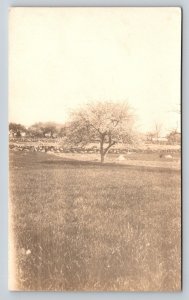 RPPC  Colonial Farm With Stone Walls  Postcard