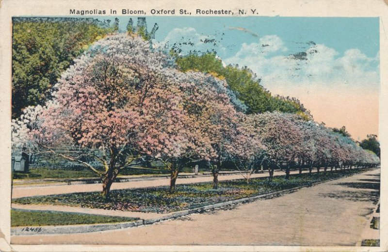 Rochester NY, New York - Oxford Street Magnolias in Bloom - pm 1931 - WB