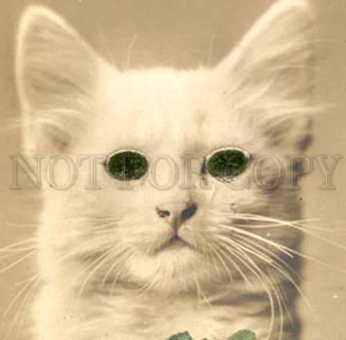 038856 White KITTEN Green Eyes & Bow vintage PHOTO